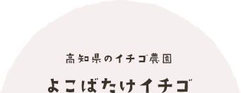 高知県のイチゴ農園よこばたけイチゴ